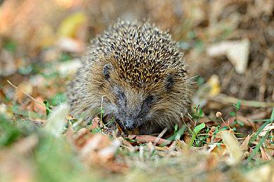 《绝地潜兵2》创意总监宣布休假：加班加点干了11年